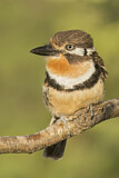 Image. Rostkehl-Faulvogel