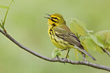 Image. Rostscheitel-Waldsänger