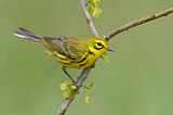 Image. Rostscheitel-Waldsänger