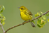 Image. Rostscheitel-Waldsänger