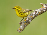 Image. Rostscheitel-Waldsänger