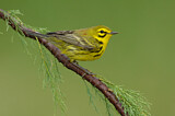 Image. Rostscheitel-Waldsänger