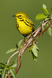 Image. Rostscheitel-Waldsänger