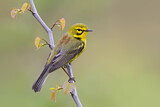 Image. Rostscheitel-Waldsänger