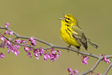 Image. Rostscheitel-Waldsänger