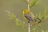 Image. Rostscheitel-Waldsänger