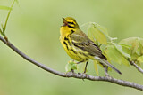 Image. Rostscheitel-Waldsänger