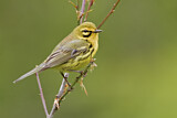 Image. Rostscheitel-Waldsänger