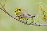 Image. Rostscheitel-Waldsänger