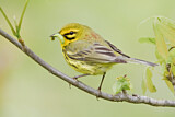 Image. Rostscheitel-Waldsänger