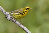 Image. Rostscheitel-Waldsänger