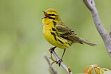 Image. Rostscheitel-Waldsänger