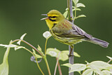 Image. Rostscheitel-Waldsänger