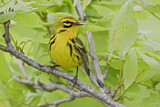 Image. Rostscheitel-Waldsänger