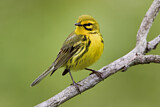 Image. Rostscheitel-Waldsänger