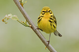 Image. Rostscheitel-Waldsänger