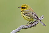 Image. Rostscheitel-Waldsänger
