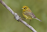 Image. Rostscheitel-Waldsänger