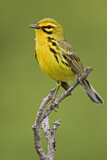 Image. Rostscheitel-Waldsänger
