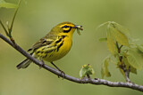 Image. Rostscheitel-Waldsänger