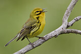 Image. Rostscheitel-Waldsänger