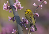 Image. Rostscheitel-Waldsänger