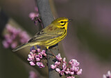 Image. Rostscheitel-Waldsänger