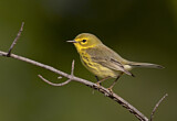 Image. Rostscheitel-Waldsänger