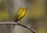 Image. Rostscheitel-Waldsänger