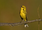 Image. Rostscheitel-Waldsänger