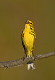 Image. Rostscheitel-Waldsänger