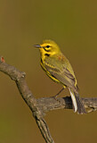 Image. Rostscheitel-Waldsänger