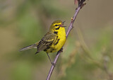 Image. Rostscheitel-Waldsänger