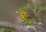 Image. Rostscheitel-Waldsänger