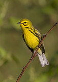 Image. Rostscheitel-Waldsänger