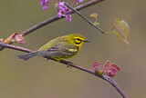 Image. Rostscheitel-Waldsänger