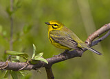 Image. Rostscheitel-Waldsänger