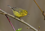 Image. Rostscheitel-Waldsänger