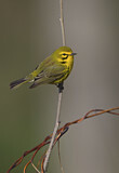 Image. Rostscheitel-Waldsänger