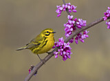 Image. Rostscheitel-Waldsänger