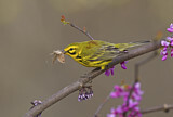 Image. Rostscheitel-Waldsänger