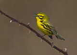 Image. Rostscheitel-Waldsänger