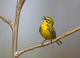 Image. Rostscheitel-Waldsänger
