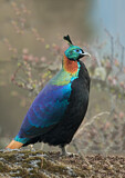 Image. Rostschwanzmonal