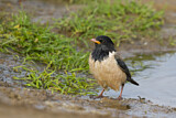 Image. Rosy Starling