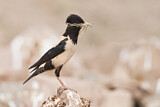 Image. Rosy Starling