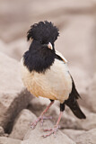 Image. Rosy Starling