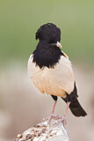 Image. Rosy Starling