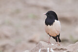 Image. Rosy Starling