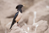 Image. Rosy Starling